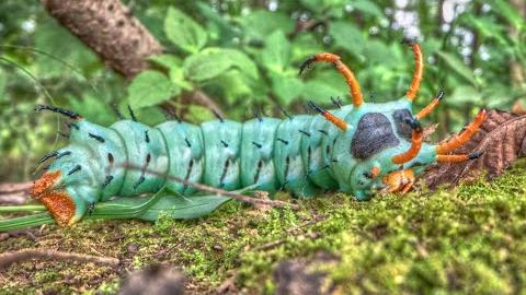 Henry the<br>Hickory Horned Devil